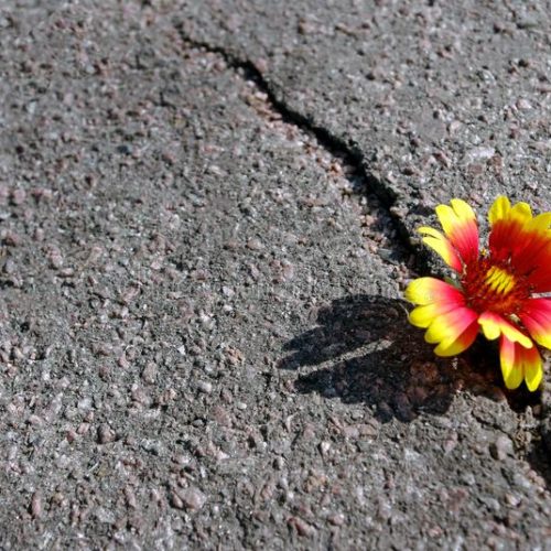 Flor en el asfalto
