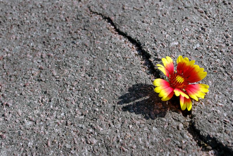 Flor en el asfalto